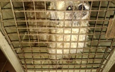 NO A LAS FÁBRICAS DE CACHORROS