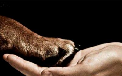 SABIAS QUÉ: ¿EN COLOMBIA HAY UN GRUPO DE JURISTAS DEDICADOS A VELAR POR LOS DERECHOS DE ESTOS ANIMALES?