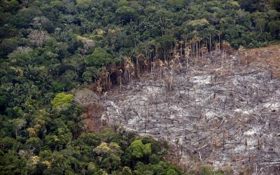 SABIAS QUÉ: ¿CON CADA TONELADA DE CARTÓN RECICLADO SE AHORRAN 140 LITROS DE PETRÓLEO, 50.000 LITROS DE AGUA Y LA VIDA DE 20 ÁRBOLES?