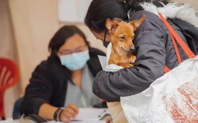 ASÍ PUEDE ACCEDER A LOS CUPOS GRATUITOS DE ESTERILIZACIÓN DE ANIMALES DE COMPAÑÍA EN AGOSTO