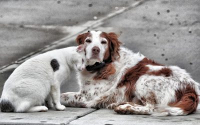 ABANDONO Y MALTRATO ANIMAL