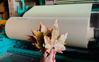 SABIAS QUÉ: ¿CREAN PAPEL A PARTIR DE HOJAS CAÍDAS DE LOS ÁRBOLES?