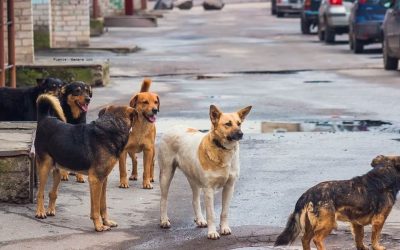 SABIAS QUE: ¿MÁS DE 100.000 PERROS DEAMBULAN EN LAS CALLES DE BOGOTÁ?
