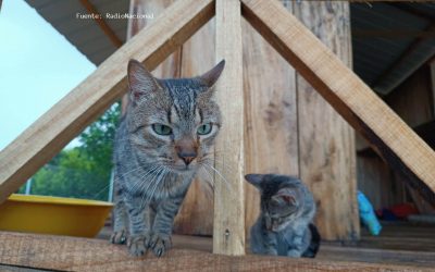 SABIAS  QUÉ:  ¿SAN VICENTE DEL CAGUÁN   CONSTRUYE UN CENTRO DE ATENCIÓN PARA ANIMALES ABANDONADOS? (COLOMBIA)