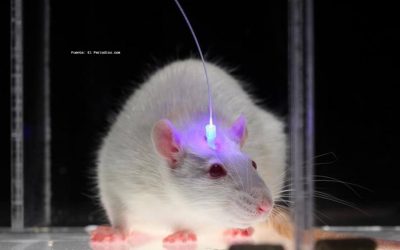 SABIAS QUÉ: ¿EN COLOMBIA HAY MARCAS DE COSMÉTICOS QUE AÚN EXPERIMENTAN CON ANIMALES?