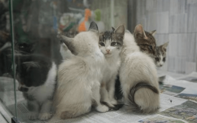 REGULACIÓN VENTA DE ANIMALES DOMÉSTICOS EN COLOMBIA