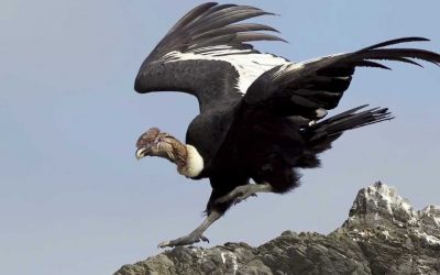 CONDOR ANDINO
