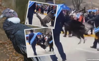 ALCALDE QUE ARRASTRÓ UN CÓNDOR EN PERÚ SERÍA PROCESADO, EL AVE PODRÍA MORIR