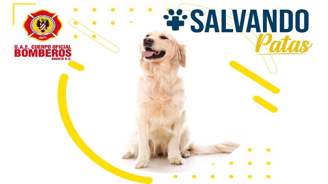 PERSONAJE DE LA SEMANA – CAMPAÑA SALVANDO PATAS –BOMBEROS DE BOGOTÁ