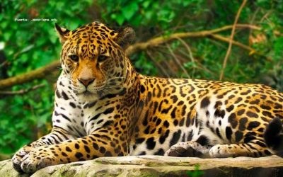 ¿SABÍAS QUÉ? – ¿ACABA DE PONERSE EN MARCHA LA CAMPAÑA “EN LA PIEL DEL JAGUAR?