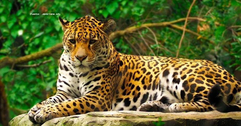 ¿SABÍAS QUÉ? – ¿ACABA DE PONERSE EN MARCHA LA CAMPAÑA “EN LA PIEL DEL JAGUAR?