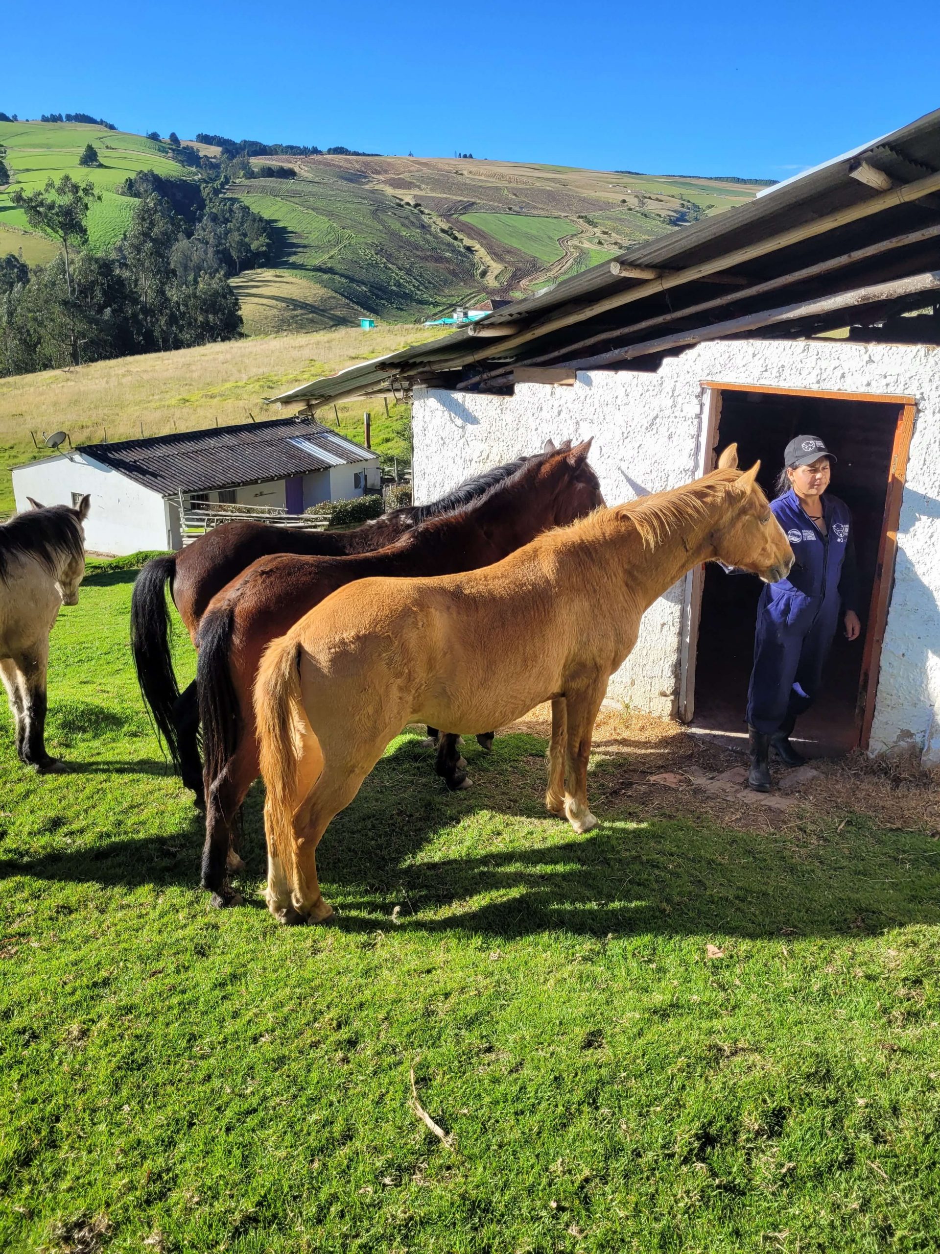 caballos rescatados fundación