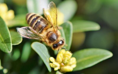 LAS ABEJAS Y LA VIDA