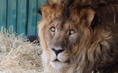 PERSONAJE DE LA SEMANA: ADI INTERNACIONAL – RESCATA Y LIBERA A RUBEN “EL LEÓN MÁS SOLITARIO DEL MUNDO”