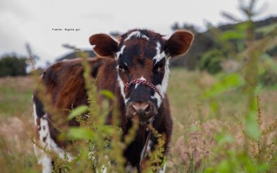 SABÍAS QUÉ: ¿PUEDES ADOPTAR UN ANIMAL NO CONVENCIONAL O DE GRANJA EN EL IDPYBA EN BOGOTÁ?