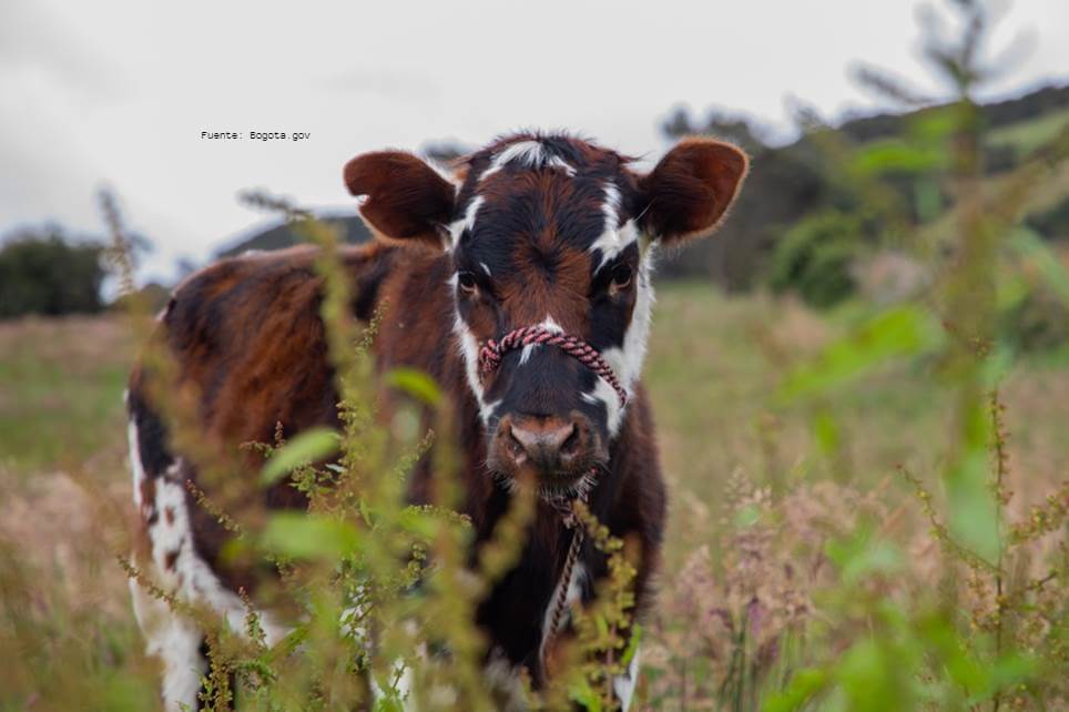 SABÍAS QUÉ: ¿PUEDES ADOPTAR UN ANIMAL NO CONVENCIONAL O DE GRANJA EN EL IDPYBA EN BOGOTÁ?