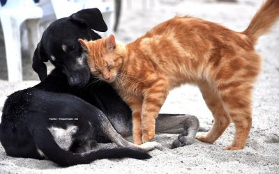 SABIAS QUÉ: ¿FUE APROBADO EL PROGRAMA NACIONAL DE ESTERILIZACIÓN COMO MÉTODO DE CONTROL A LA REPRODUCCIÓN DE GATOS Y PERROS?