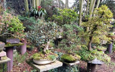 PERSONAJE DE LA SEMANA: EL JARDÍN EN TABIO QUE SE DEDICA A SALVAR ÁRBOLES Y DARLES UNA NUEVA VIDA