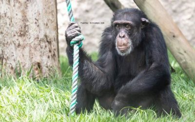 SABIAS QUÉ: ¿EL ÚLTIMO CHIMPANCÉ EN CAUTIVERIO EN COLOMBIA SERÁ TRASLADO A UN SANTUARIO EN BRASIL?