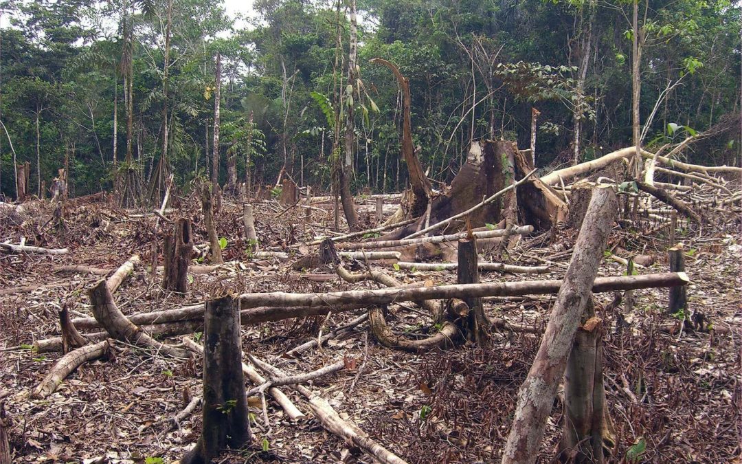 GUARDABOSQUES Y DEFORESTACIÓN
