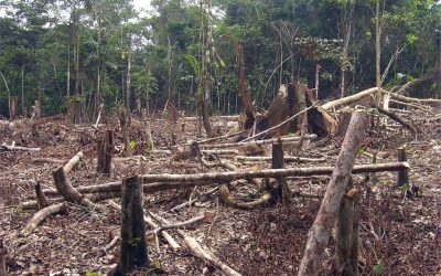 GUARDABOSQUES Y DEFORESTACIÓN