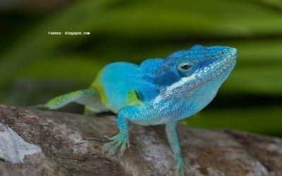 SABÍAS QUE: ¿ESTAS 5 ESPECIES DE ANIMALES SOLO HABITAN EN LOS BOSQUES Y SELVAS DE COLOMBIA?