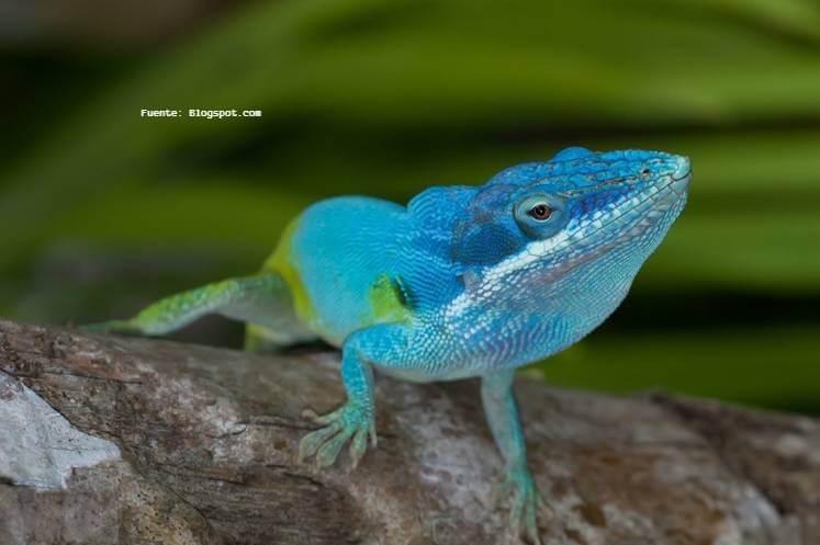 SABÍAS QUE: ¿ESTAS 5 ESPECIES DE ANIMALES SOLO HABITAN EN LOS BOSQUES Y SELVAS DE COLOMBIA?