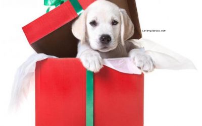 NO SOY UN JUGUETE: LOS ANIMALES NO DEBEN ESTAR DEBAJO DE UN ÁRBOL DE NAVIDAD