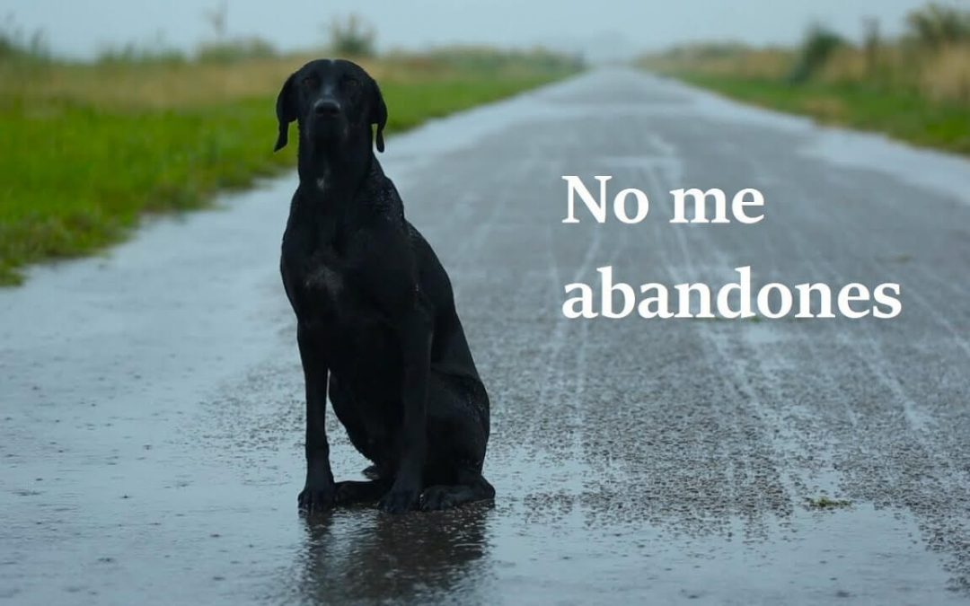 EN VACACIONES NO ME ABANDONES
