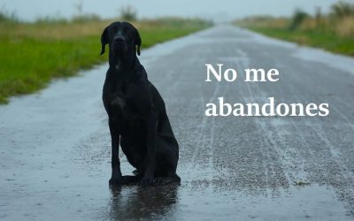 EN VACACIONES NO ME ABANDONES