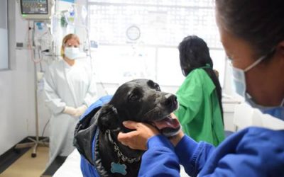 PERSONAJE DE LA SEMANA: LOS MILAGROS QUE LOGRAN LAS MASCOTAS DE PACIENTES EN UCI CON EL PROGRAMA HUELLAS QUE SANAN (COLOMBIA)