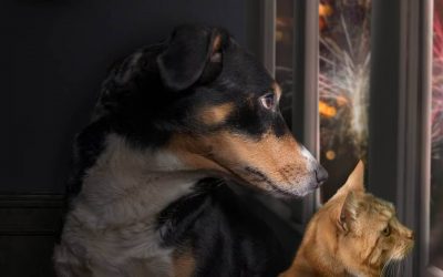 SABIAS QUÉ: ¿EN COLOMBIA SE ACABA DE RADICAR EL PROYECTO DE LEY CIELOS EN CALMA, QUE BUSCA REGLAMENTAR EL USO DE LA PÓLVORA PARA AMPLIAR EL MARCO DE PROTECCIÓN PARA LOS ANIMALES, EL MEDIO AMBIENTE Y LAS PERSONAS?