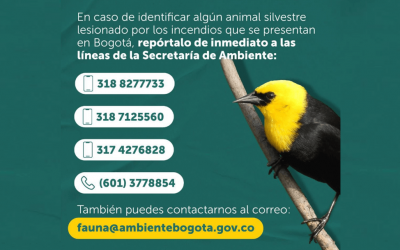 ANIMALES HUYEN DE SU ENTORNO TRAS INCENDIOS FORESTALES EN BOGOTA ¡ASI LOS PUEDES AYUDAR!