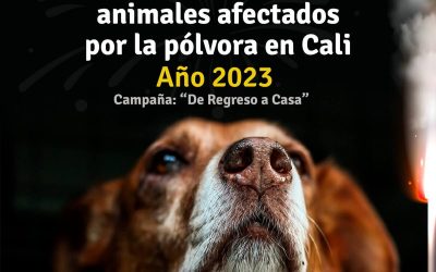 LOS SILENCIOS DEL RUIDO: EL TERRIBLE PANORAMA DE LOS ANIMALES AFECTADOS POR PÓLVORA SONORA DURANTE LAS FESTIVIDADES DECEMBRINAS 2023