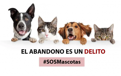 EL TERRIBLE DESTINO DE LAS MASCOTAS EN DICIEMBRE Y ENERO