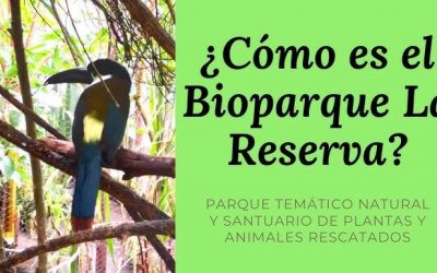PERSONAJE DE LA SEMANA: BIOPARQUE LA RESERVA – EL JARDÍN DE LOS ANIMALES ROTOS (COLOMBIA)