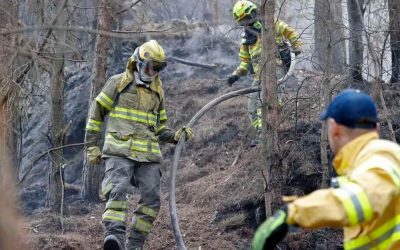 INCENDIOS FORESTALES ARRASAN LA VIDA Y DESPLAZAN LA FAUNA