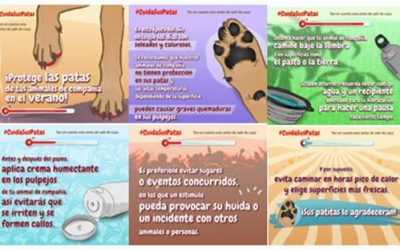 ¡PROTEGE LAS PATAS DE TU ANIMAL DE COMPAÑÍA EN ESTAS ÉPOCAS DE ALTAS TEMPERATURAS!🐾
