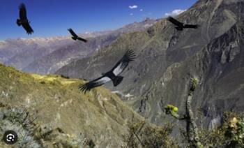 PERSONAJE DE LA SEMANA: PROGRAMA DE CONSERVACIÓN DEL CÓNDOR DE LOS ANDES DE LA FUNDACIÓN PARQUE JAIME DUQUE (COLOMBIA)