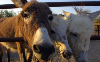 SABÍA QUÉ: ¿LOS BURROS ESTÁN EN RIESGO DE EXTINCIÓN POR SU USO PARA ENCONTRAR LA FÓRMULA DE JUVENTUD?