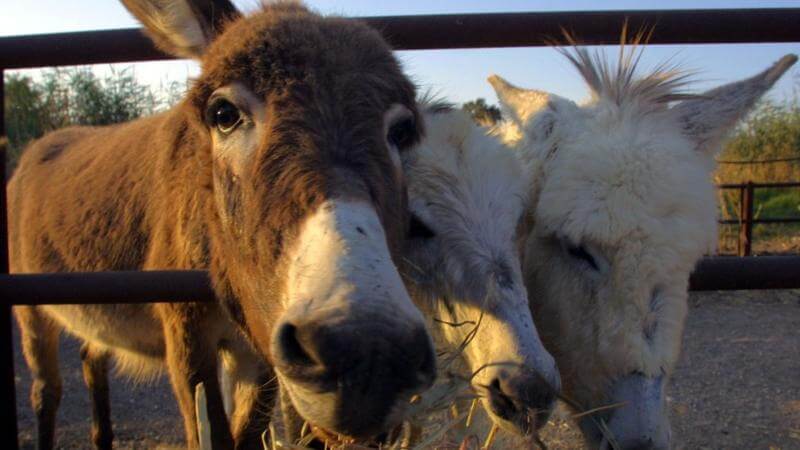 SABÍA QUÉ: ¿LOS BURROS ESTÁN EN RIESGO DE EXTINCIÓN POR SU USO PARA ENCONTRAR LA FÓRMULA DE JUVENTUD?