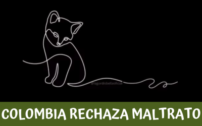COLOMBIA SE UNIÓ A LA PROTESTA INTERNACIONAL COW CAT CONTRA EL MALTRATO DE GATOS EN CHINA