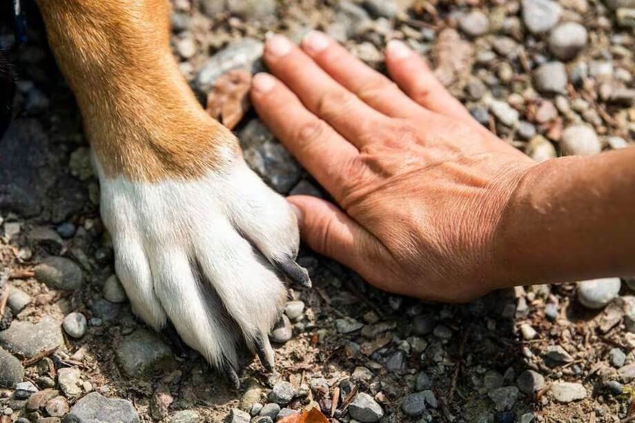 BOGOTÁ FORTALECE SUS ESTRATEGIAS PARA FRENAR EL MALTRATO ANIMAL (COLOMBIA)