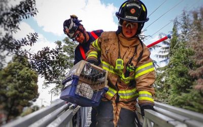 SABIAS QUÉ: ¿LOS HÉROES SIN CAPA DEL GRUPO BRAE, DIARIAMENTE ARRIESGAN SUS VIDAS PARA SALVAR ANIMALES? (COLOMBIA)