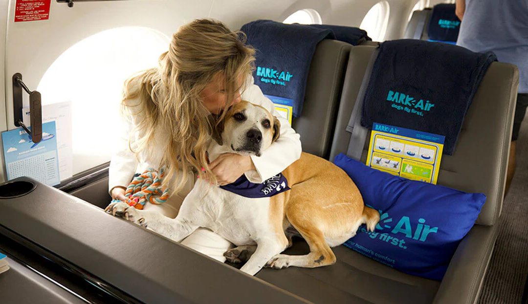 SABIAS QUÉ: ¿EMPEZÓ A OPERAR BARK AIR, LA PRIMERA AEROLÍNEA QUE DA PRIORIDAD A LOS PERROS? (ESTADOS UNIDOS)