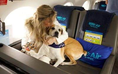 SABIAS QUÉ: ¿EMPEZÓ A OPERAR BARK AIR, LA PRIMERA AEROLÍNEA QUE DA PRIORIDAD A LOS PERROS? (ESTADOS UNIDOS)