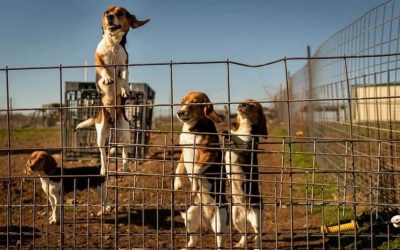 BEAGLE FREEDOM PROJECT TRANSFORMA LABORATORIO DE PRUEBAS DE ANIMALES EN SANTUARIO (ESTADOS UNIDOS)