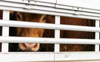 PERSONAJE DE LA SEMANA: EL REINO UNIDO APRUEBA PROYECTO DE LEY QUE PROHIBE LA EXPORTACION DE ANIMALES VIVOS