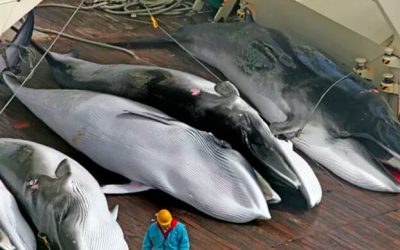 JAPÓN CAZARÁ BALLENAS DE ALETA, EL SEGUNDO ANIMAL MÁS GRANDE