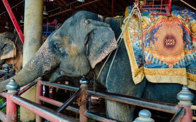 SABIAS QUÉ: GRACIAS A PETA, CIRCO DE EE. UU. DEJARÁ DE USAR ELEFANTES EN SUS ESPECTÁCULOS